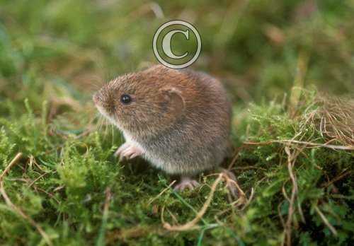 Bank Vole DM0575